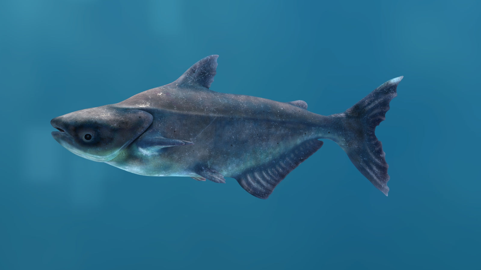 Mekong Giant Catfish 3D Model 360° view 1 frame 2