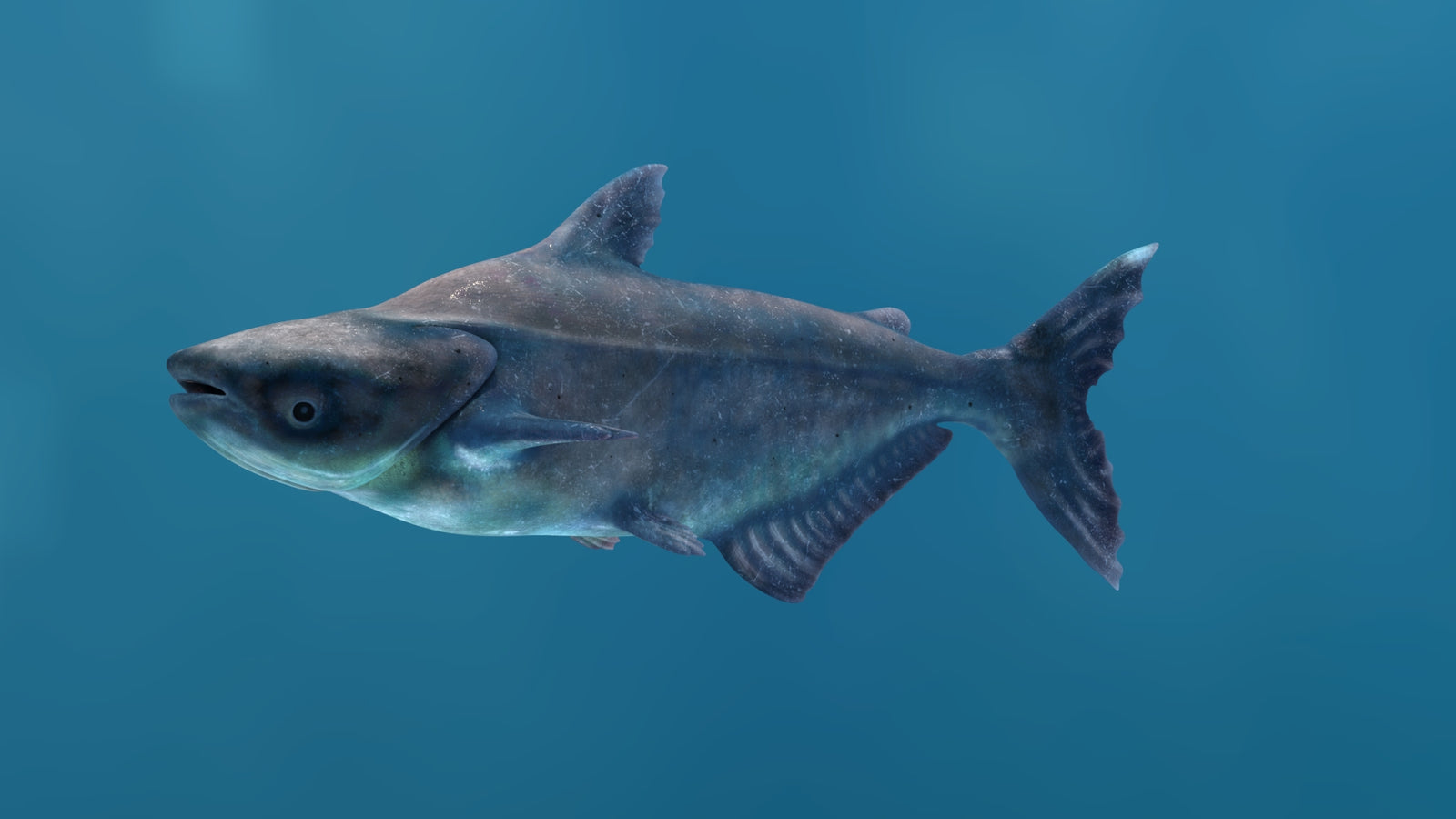 Animated Mekong Giant Catfish 3D Model 360° view 1 frame 3
