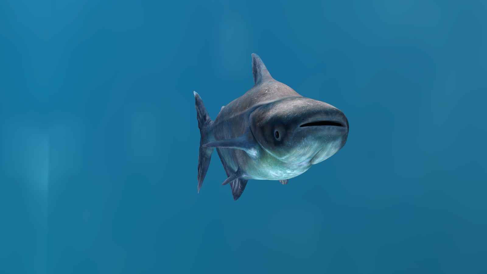 Animated Mekong Giant Catfish 3D Model 360° view 1 frame 11