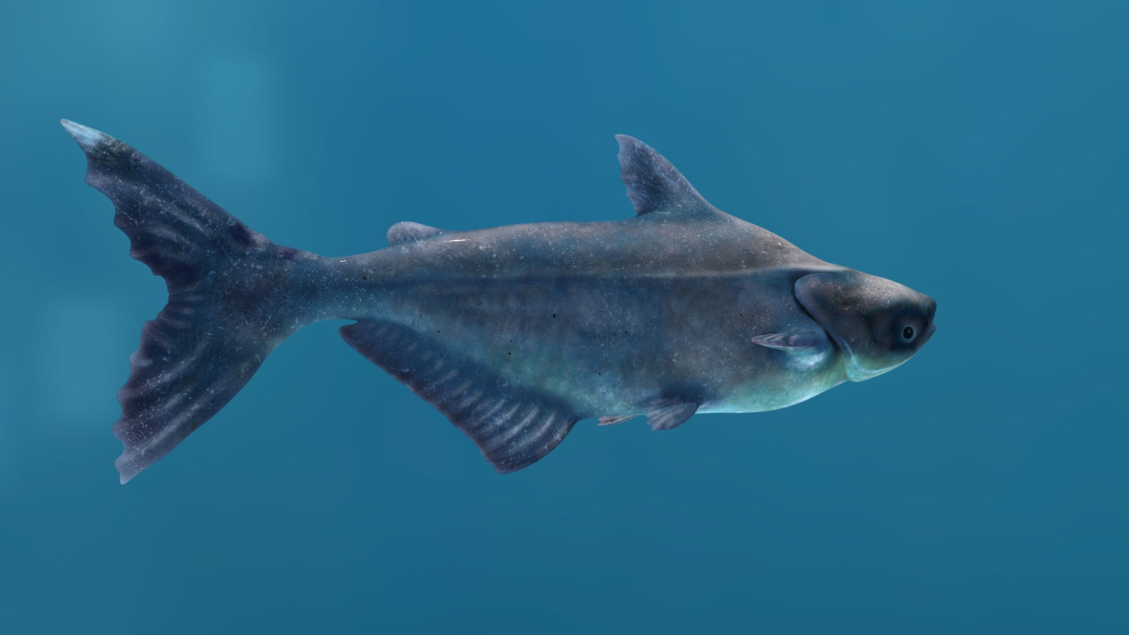 Mekong Giant Catfish 3D Model 360° view 1 frame 20