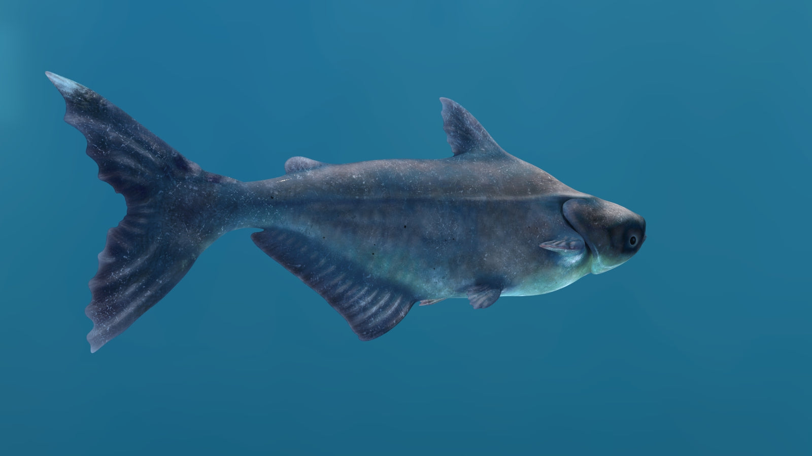 Mekong Giant Catfish 3D Model 360° view 1 frame 21