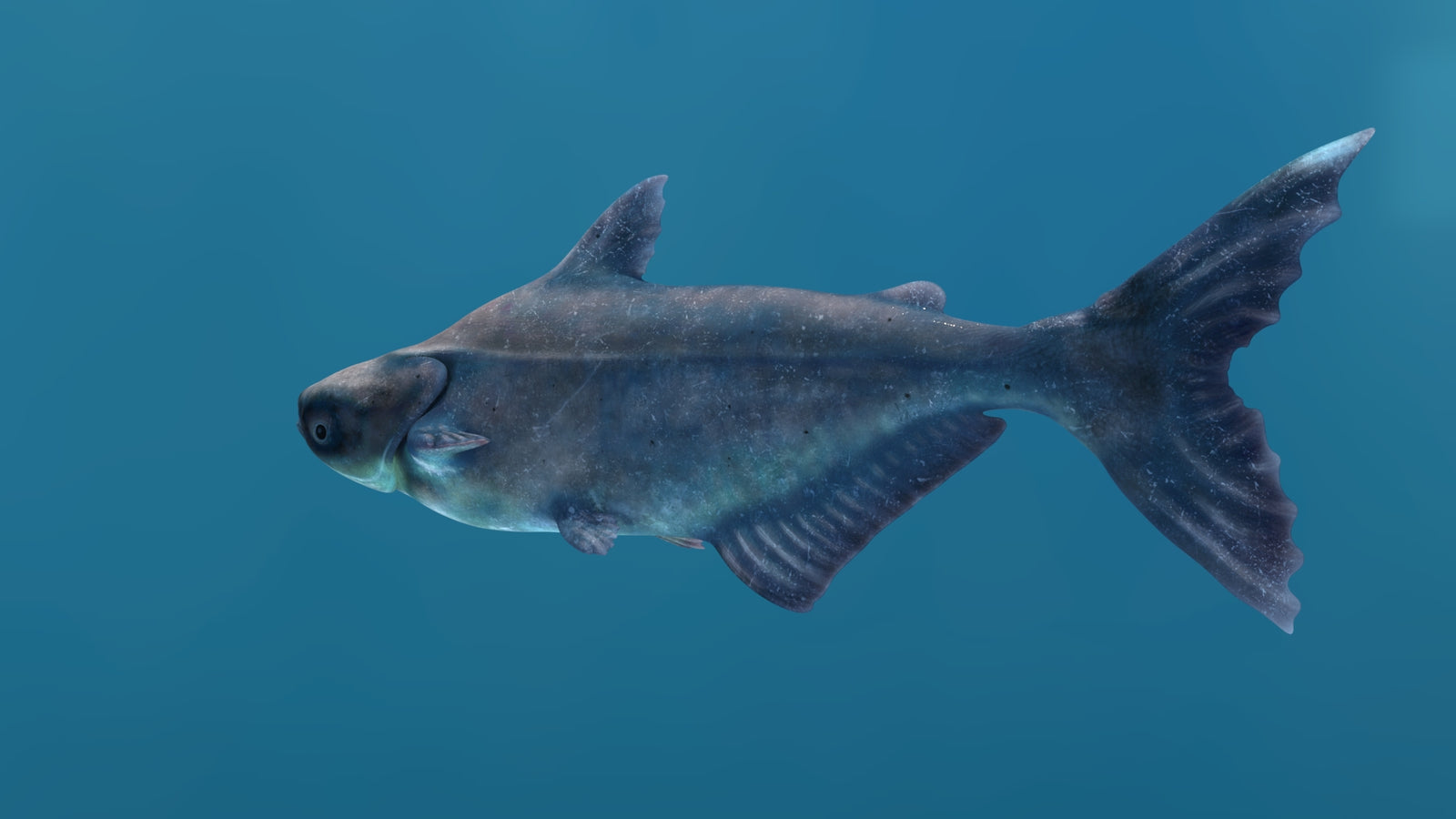 Animated Mekong Giant Catfish 3D Model 360° view 1 frame 33