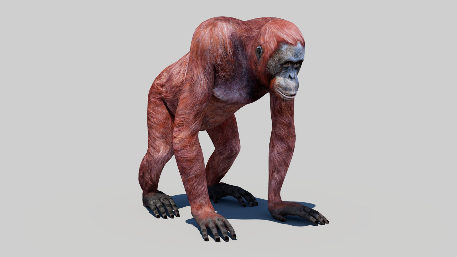 Orangutan Female 3D Model 360° view 1 frame 2