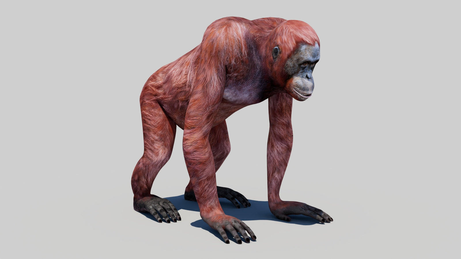Orangutan Female 3D Model 360° view 1 frame 3