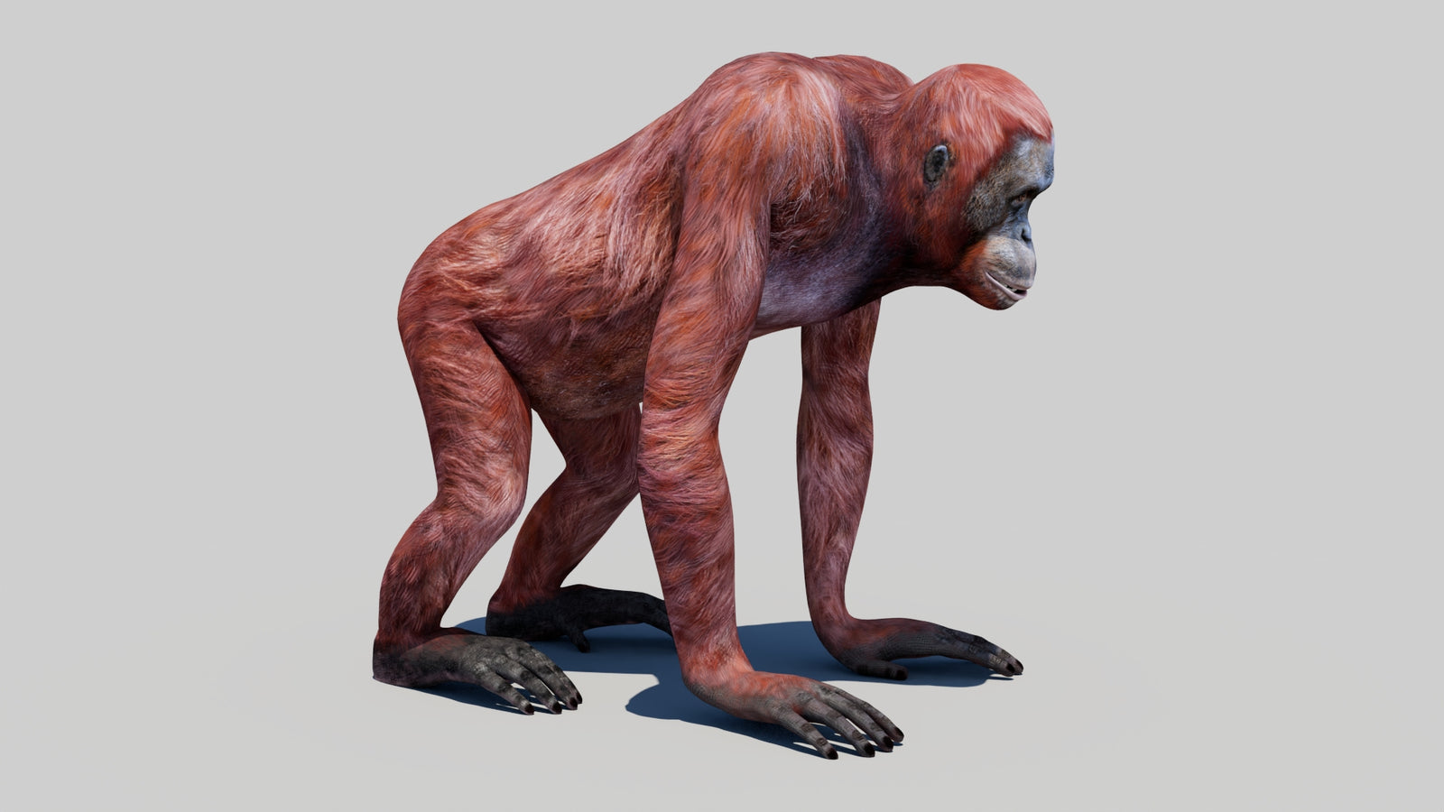 Orangutan Female 3D Model 360° view 1 frame 5