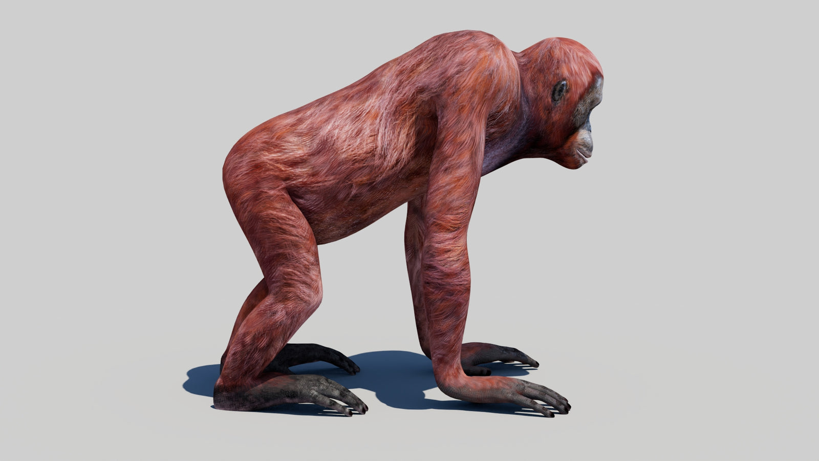 Orangutan Female 3D Model 360° view 1 frame 8