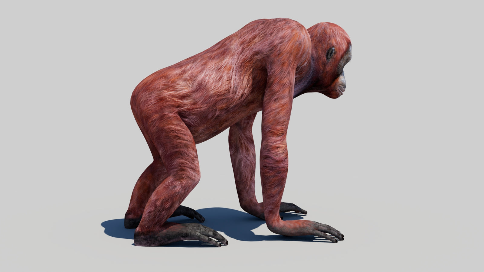 Orangutan Female 3D Model 360° view 1 frame 9