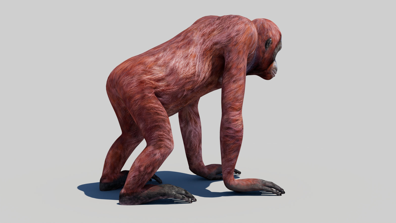 Orangutan Female 3D Model 360° view 1 frame 10