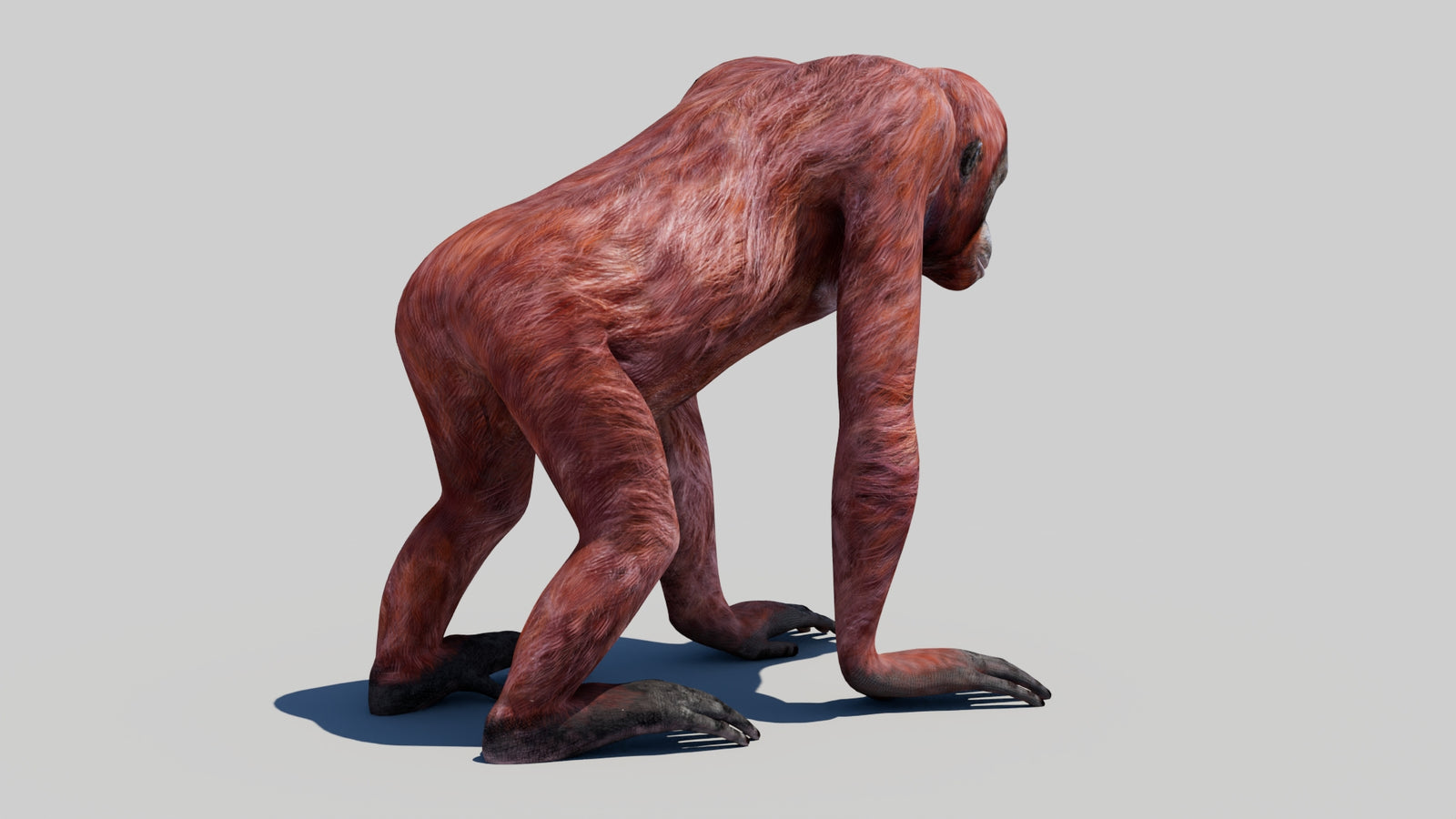 Orangutan Female 3D Model 360° view 1 frame 11