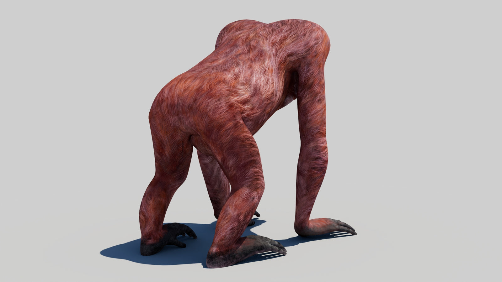 Orangutan Female 3D Model 360° view 1 frame 13