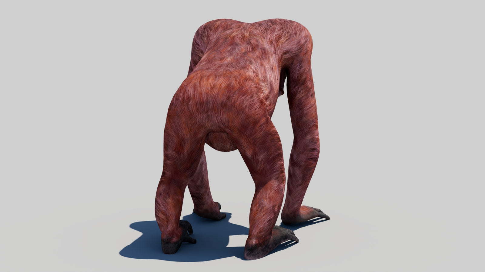 Orangutan Female 3D Model 360° view 1 frame 15