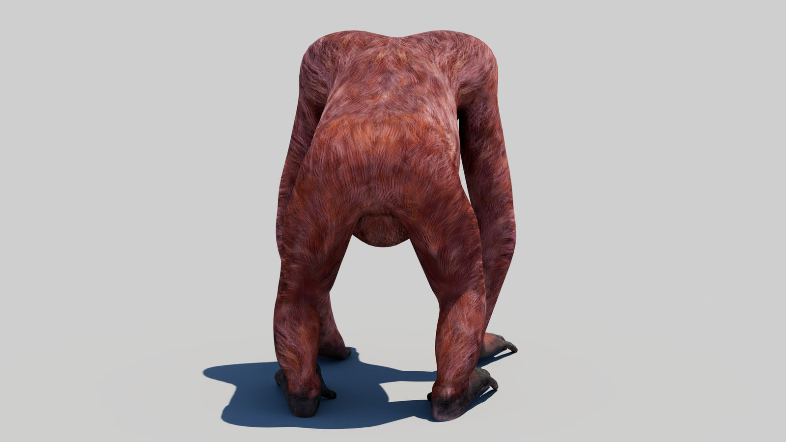 Orangutan Female 3D Model 360° view 1 frame 16