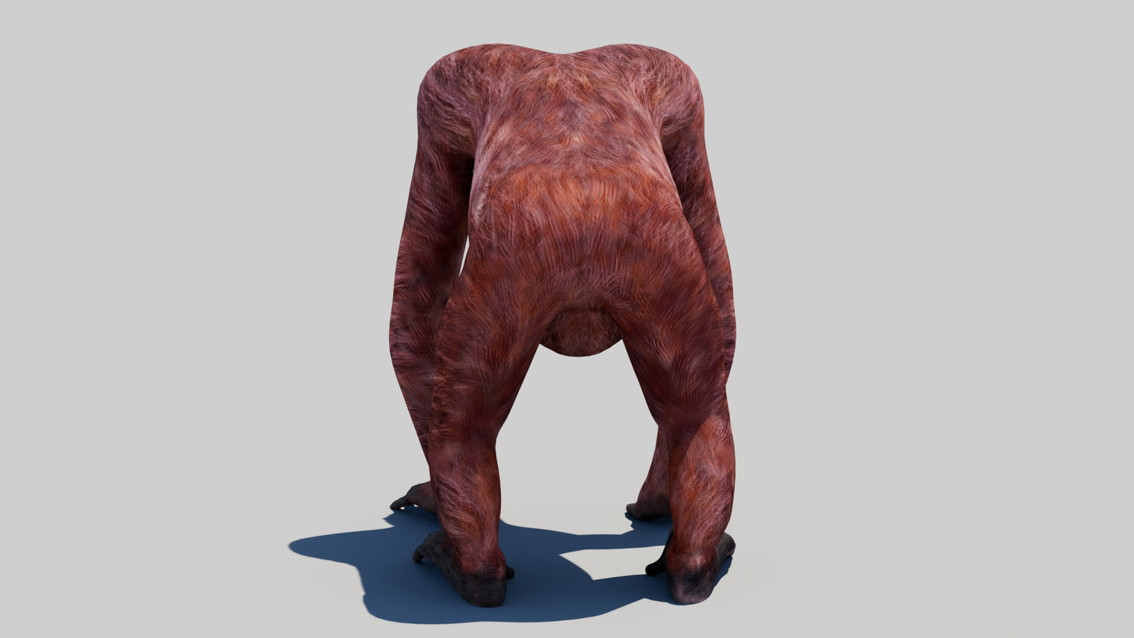 Orangutan Female 3D Model 360° view 1 frame 17