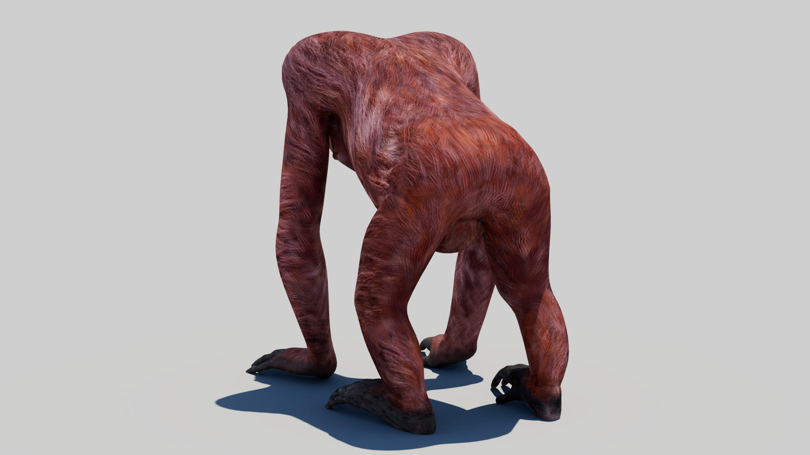 Orangutan Female 3D Model 360° view 1 frame 19