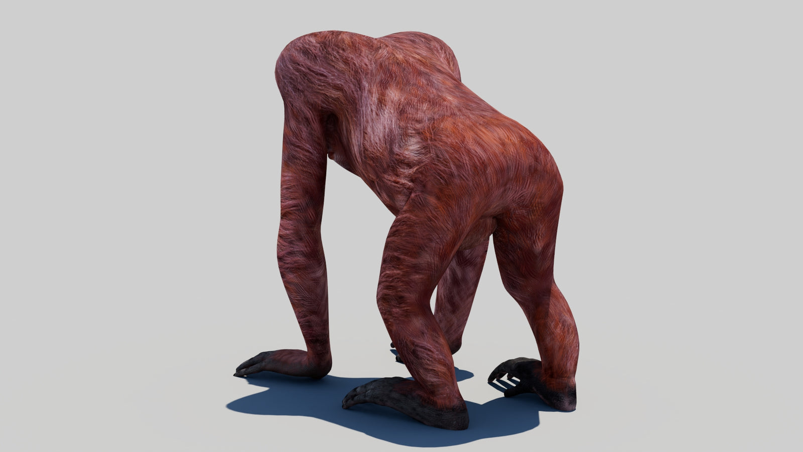 Orangutan Female 3D Model 360° view 1 frame 20