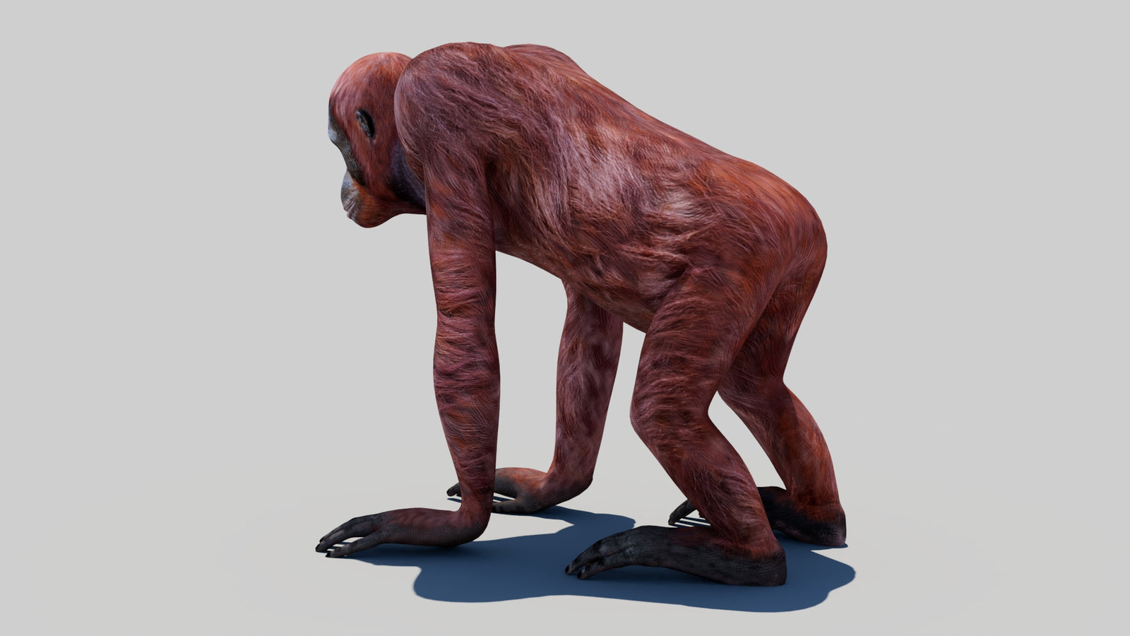 Orangutan Female 3D Model 360° view 1 frame 23