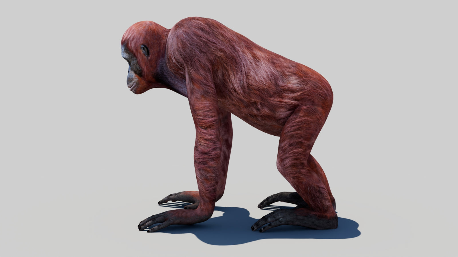 Orangutan Female 3D Model 360° view 1 frame 25
