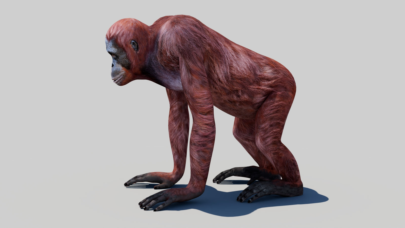 Orangutan Female 3D Model 360° view 1 frame 27