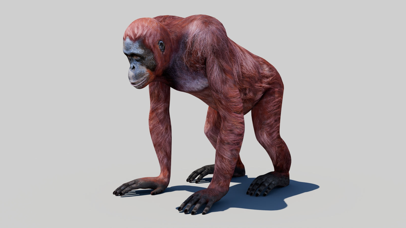 Orangutan Female 3D Model 360° view 1 frame 30
