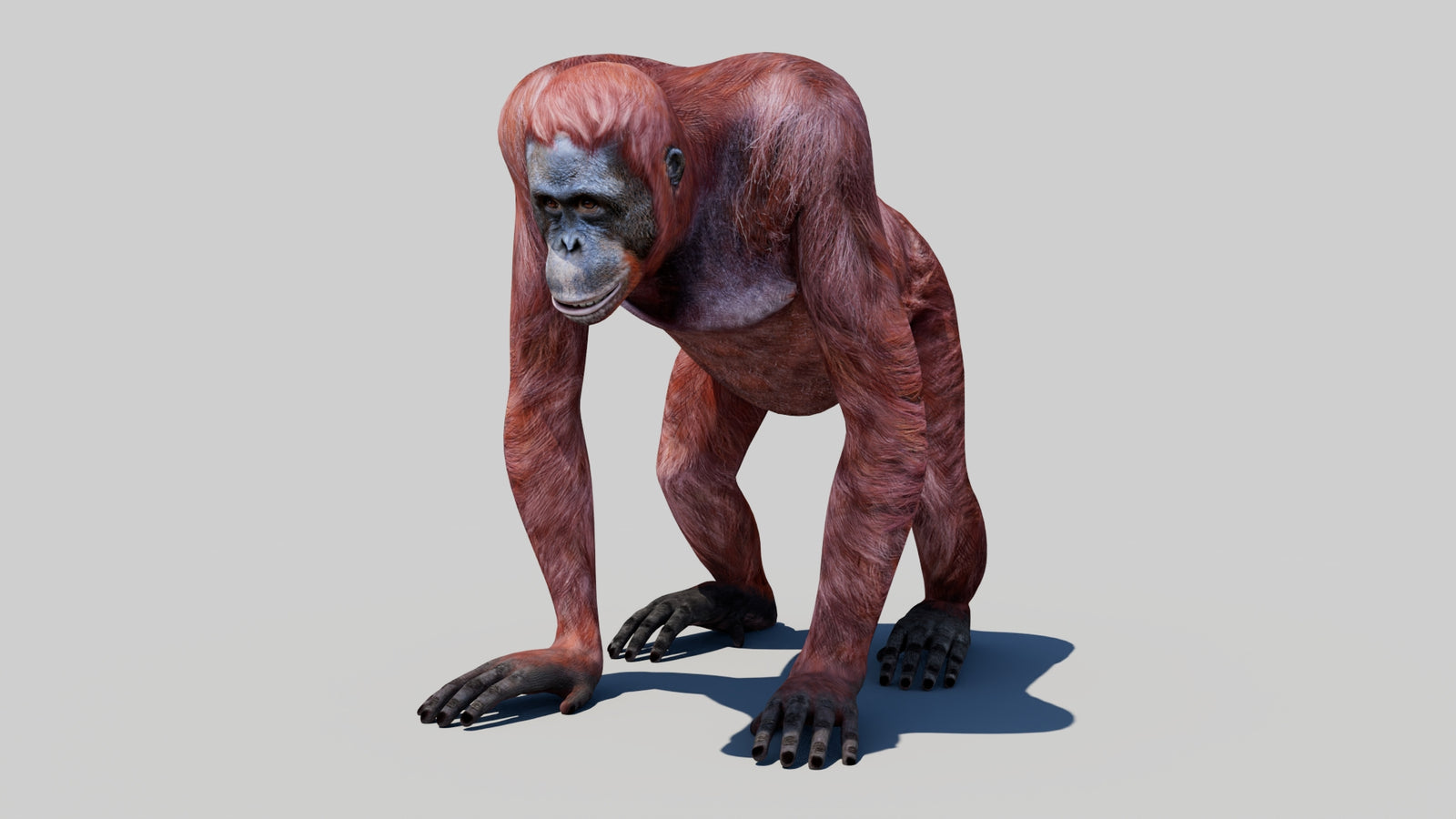 Orangutan Female 3D Model 360° view 1 frame 32