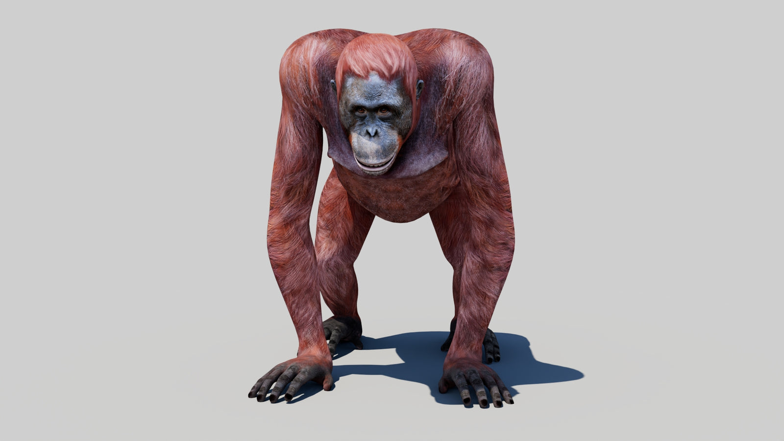 Orangutan Female 3D Model 360° view 1 frame 34