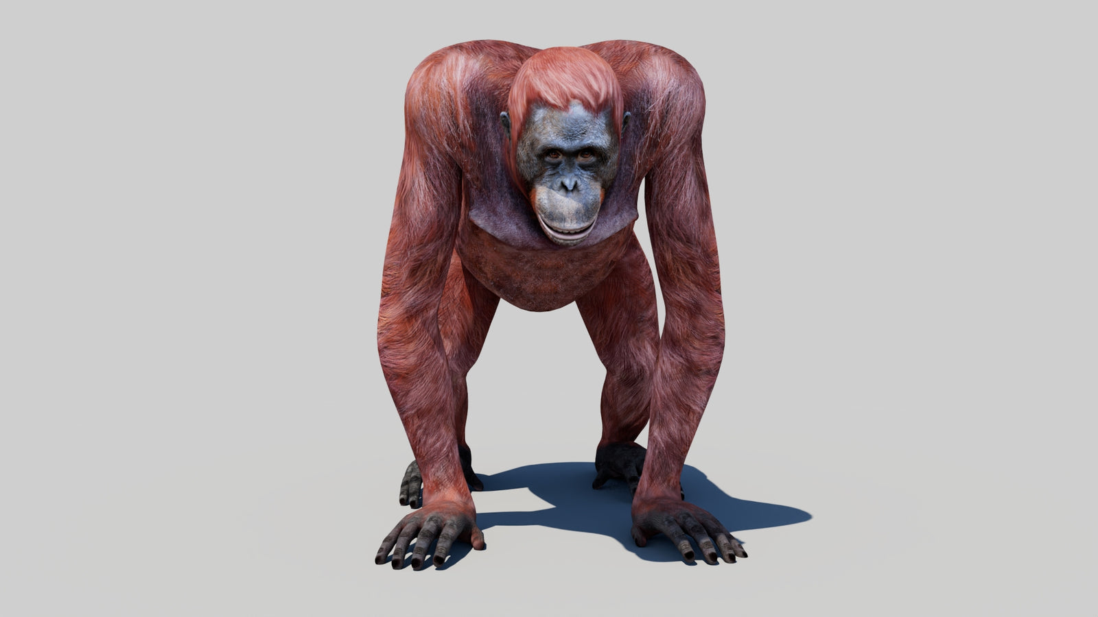 Orangutan Female 3D Model 360° view 1 frame 35