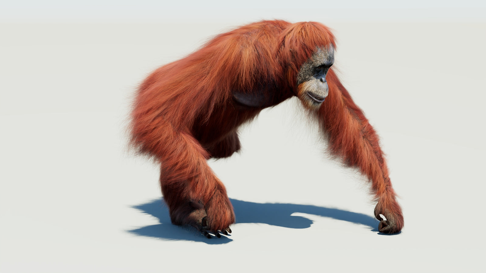 Orangutan 3D Model Animated Fur 360° view 3 frame 5