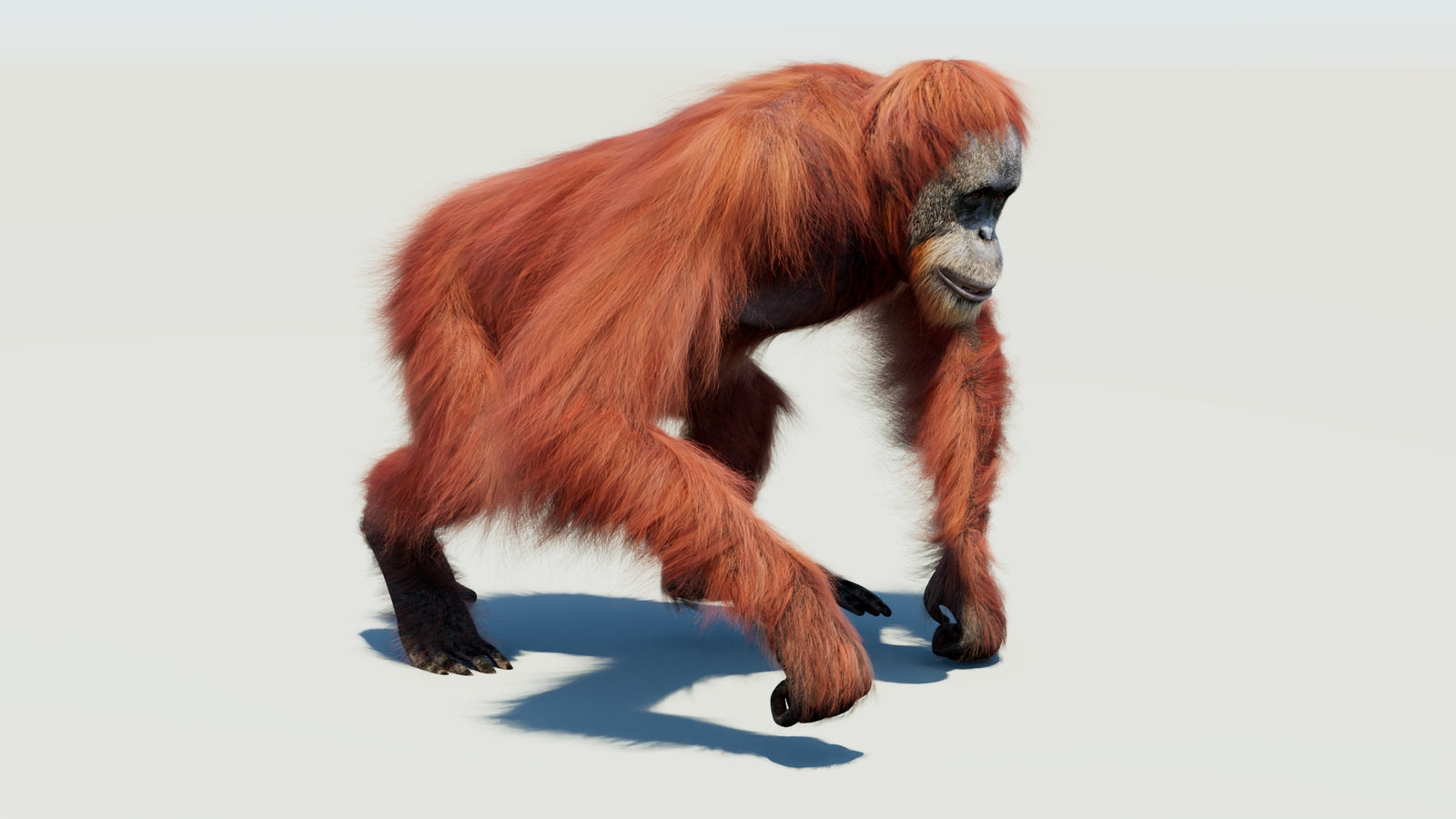 Orangutan 3D Model Animated Fur 360° view 3 frame 17