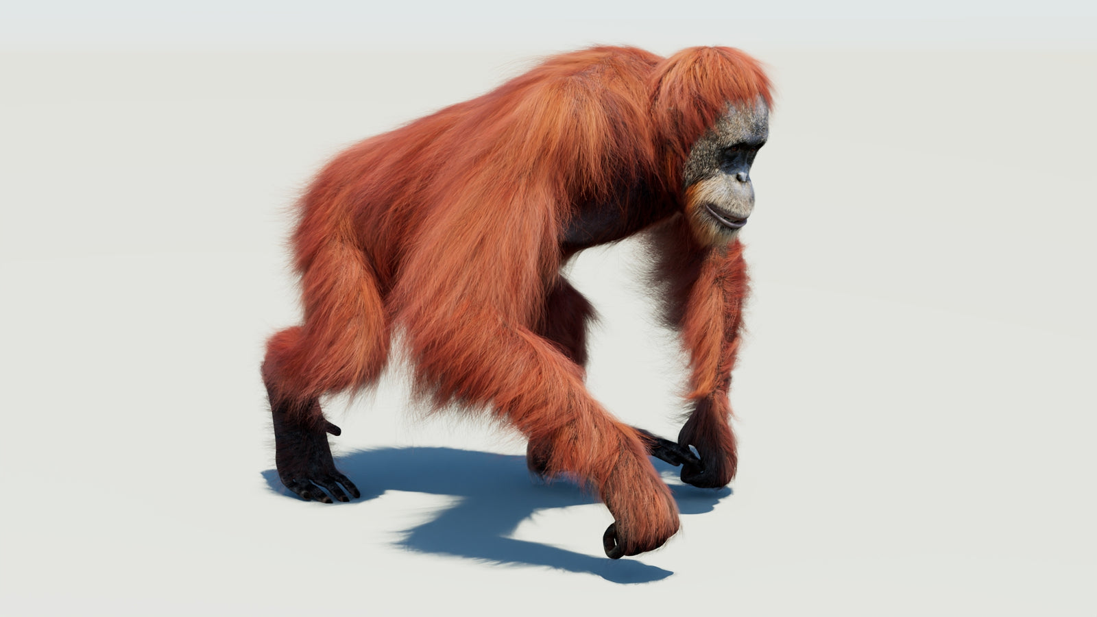 Orangutan 3D Model Animated Fur 360° view 3 frame 19