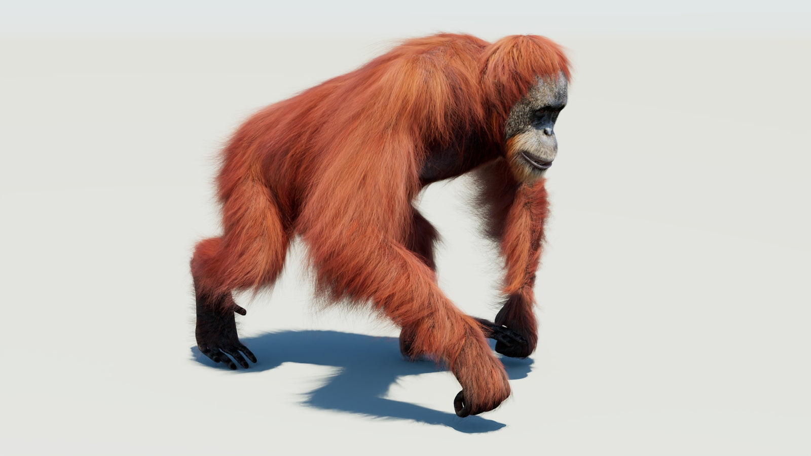 Orangutan 3D Model Animated Fur 360° view 3 frame 20