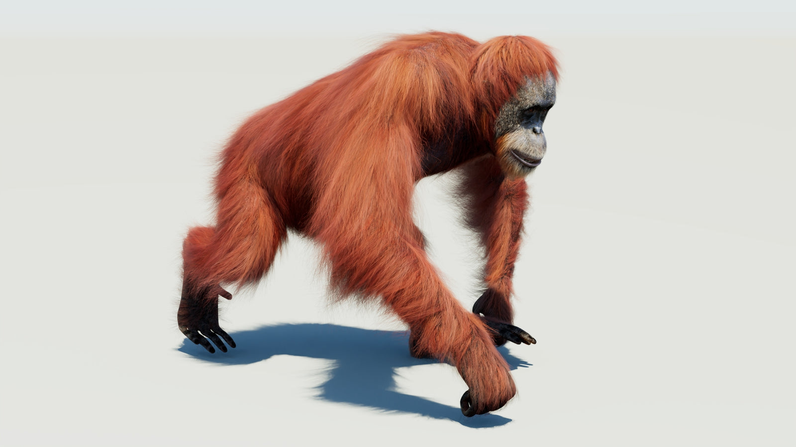 Orangutan 3D Model Animated Fur 360° view 3 frame 22