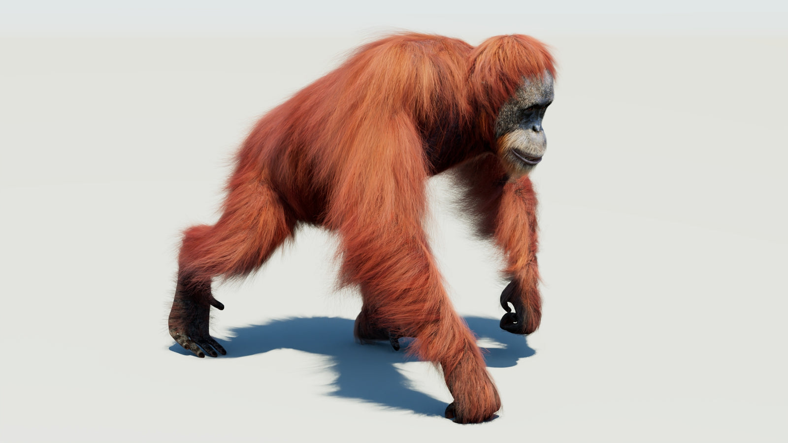 Orangutan 3D Model Animated Fur 360° view 3 frame 31
