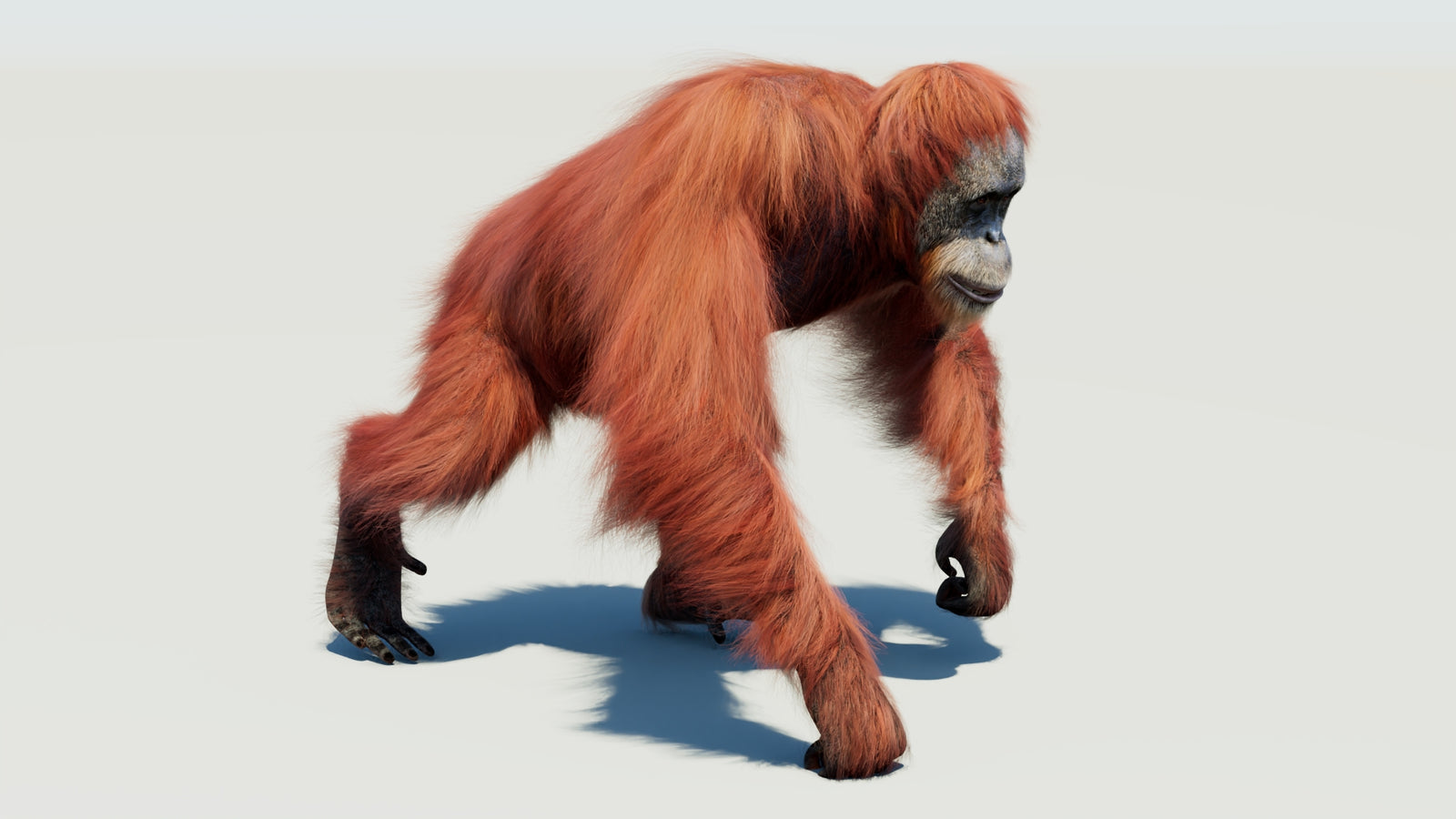 Orangutan 3D Model Animated Fur 360° view 3 frame 32