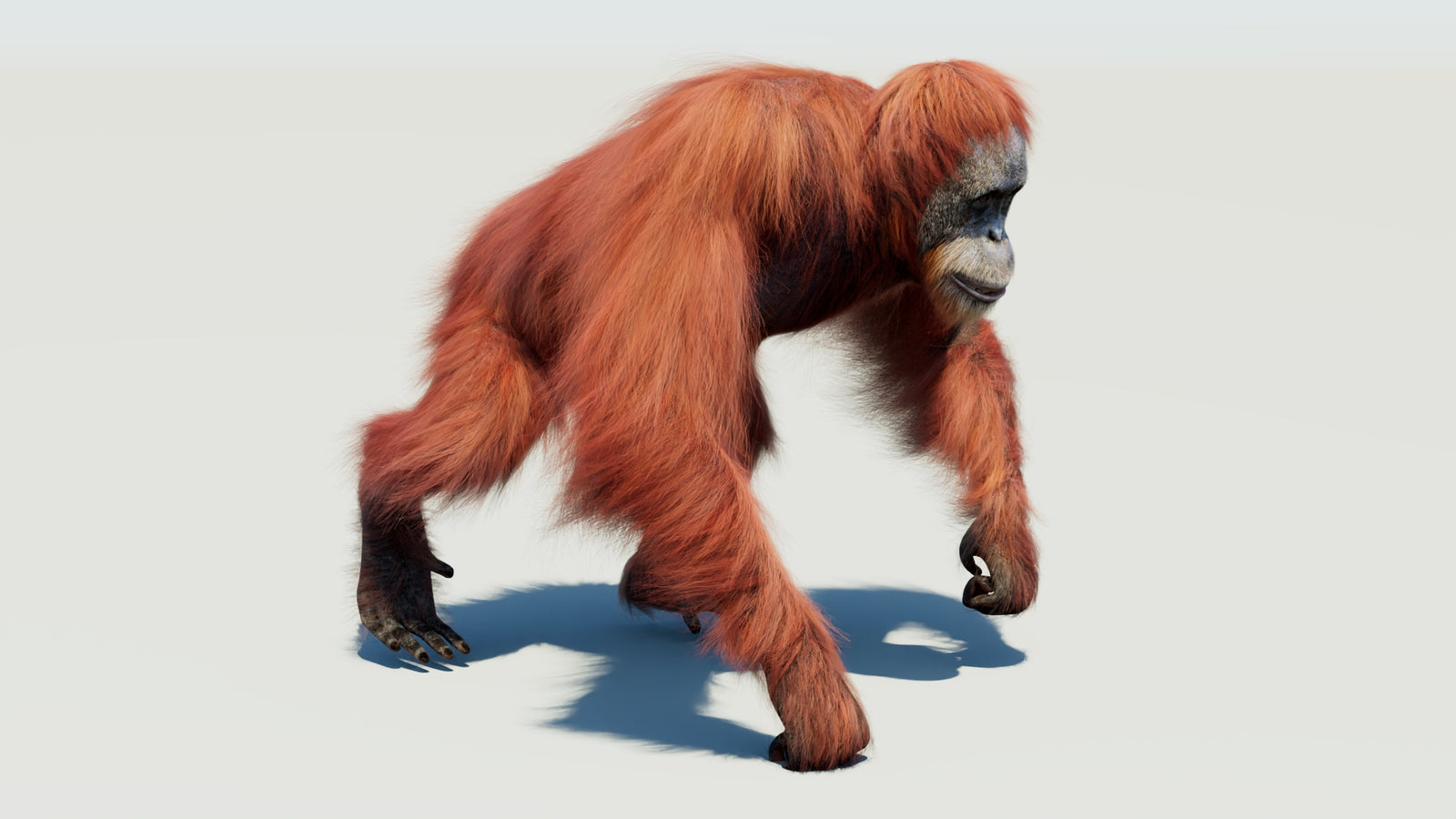 Orangutan 3D Model Animated Fur 360° view 3 frame 34