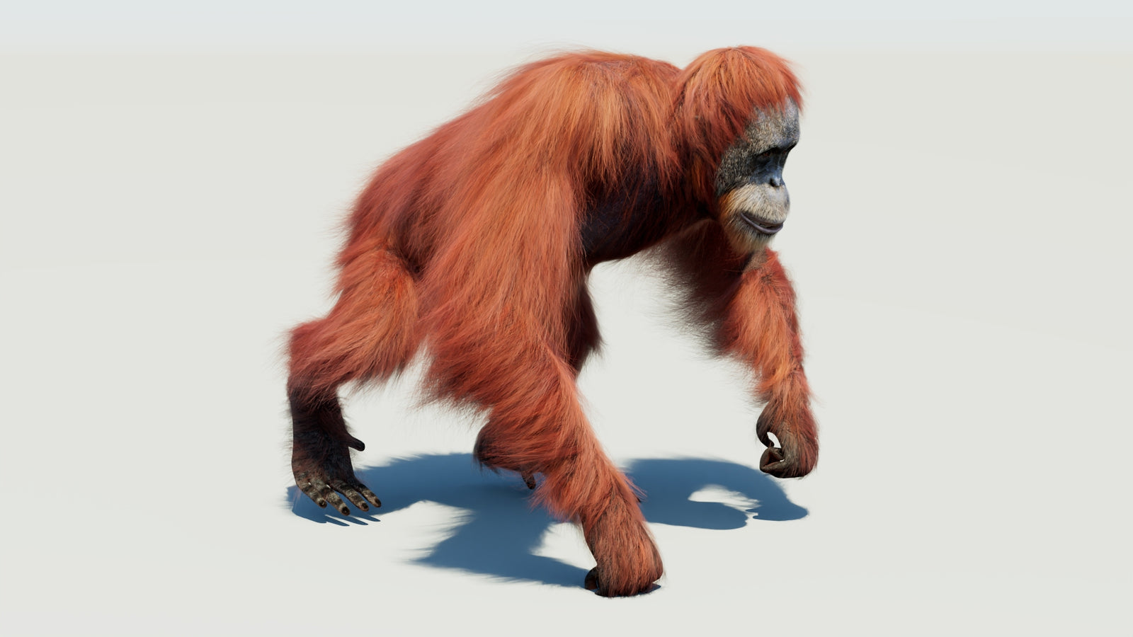 Orangutan 3D Model Animated Fur 360° view 3 frame 35