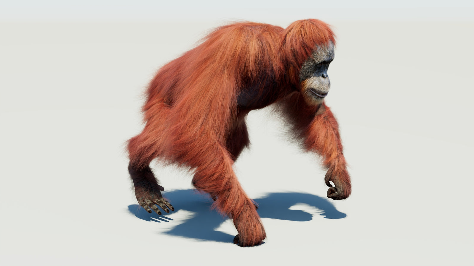 Orangutan 3D Model Animated Fur 360° view 3 frame 37