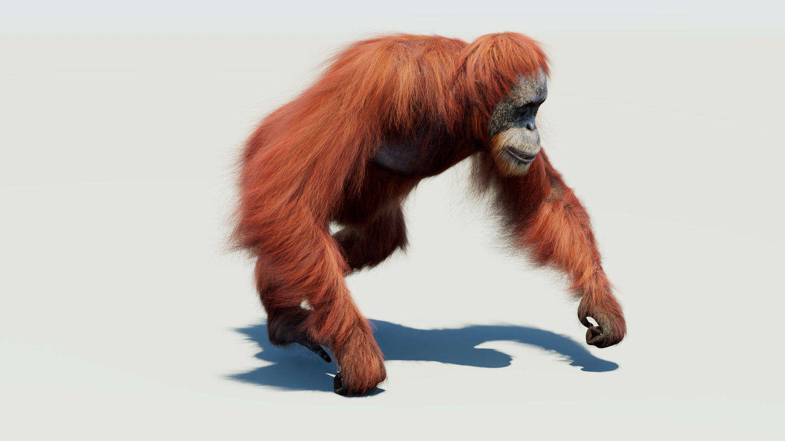 Orangutan 3D Model Animated Fur 360° view 3 frame 43