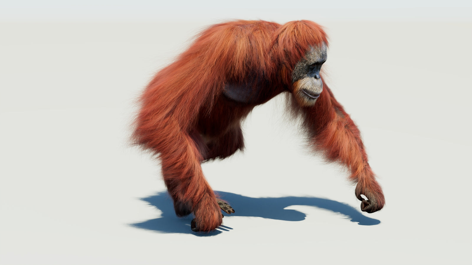 Orangutan 3D Model Animated Fur 360° view 3 frame 45