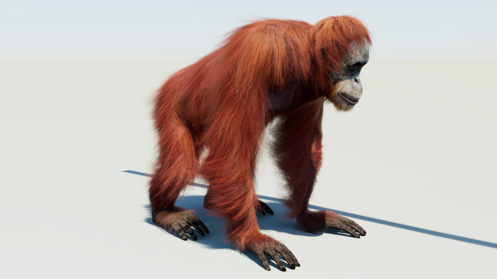 Orangutan 3D Model Animated Fur 360° view 1 frame 5