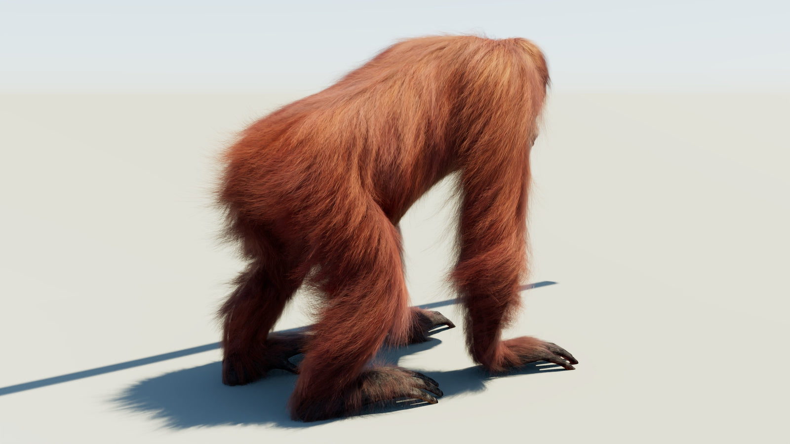 Oranguran Fur 3D Model 360° view 1 frame 13