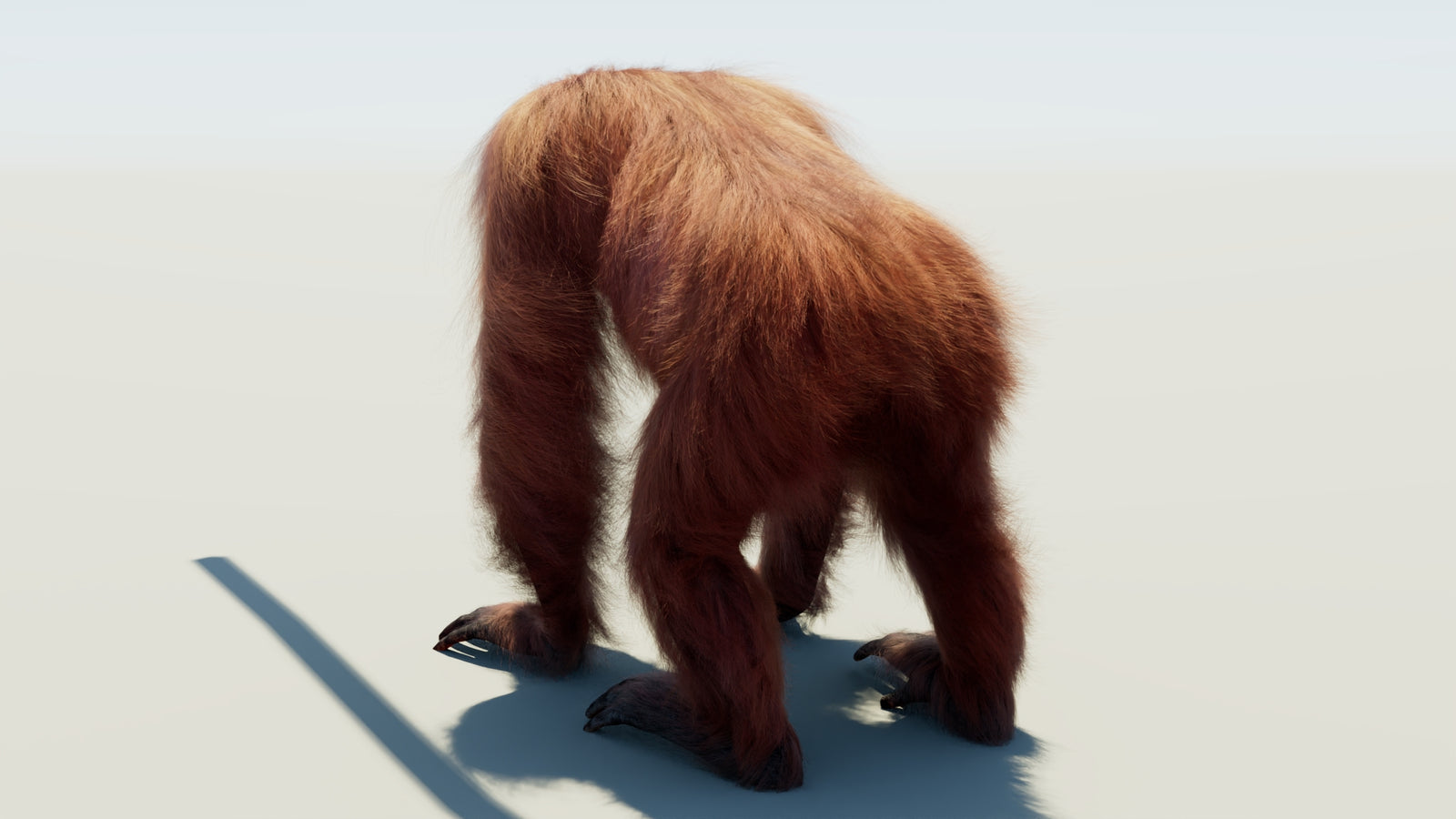 Oranguran Fur 3D Model 360° view 1 frame 21