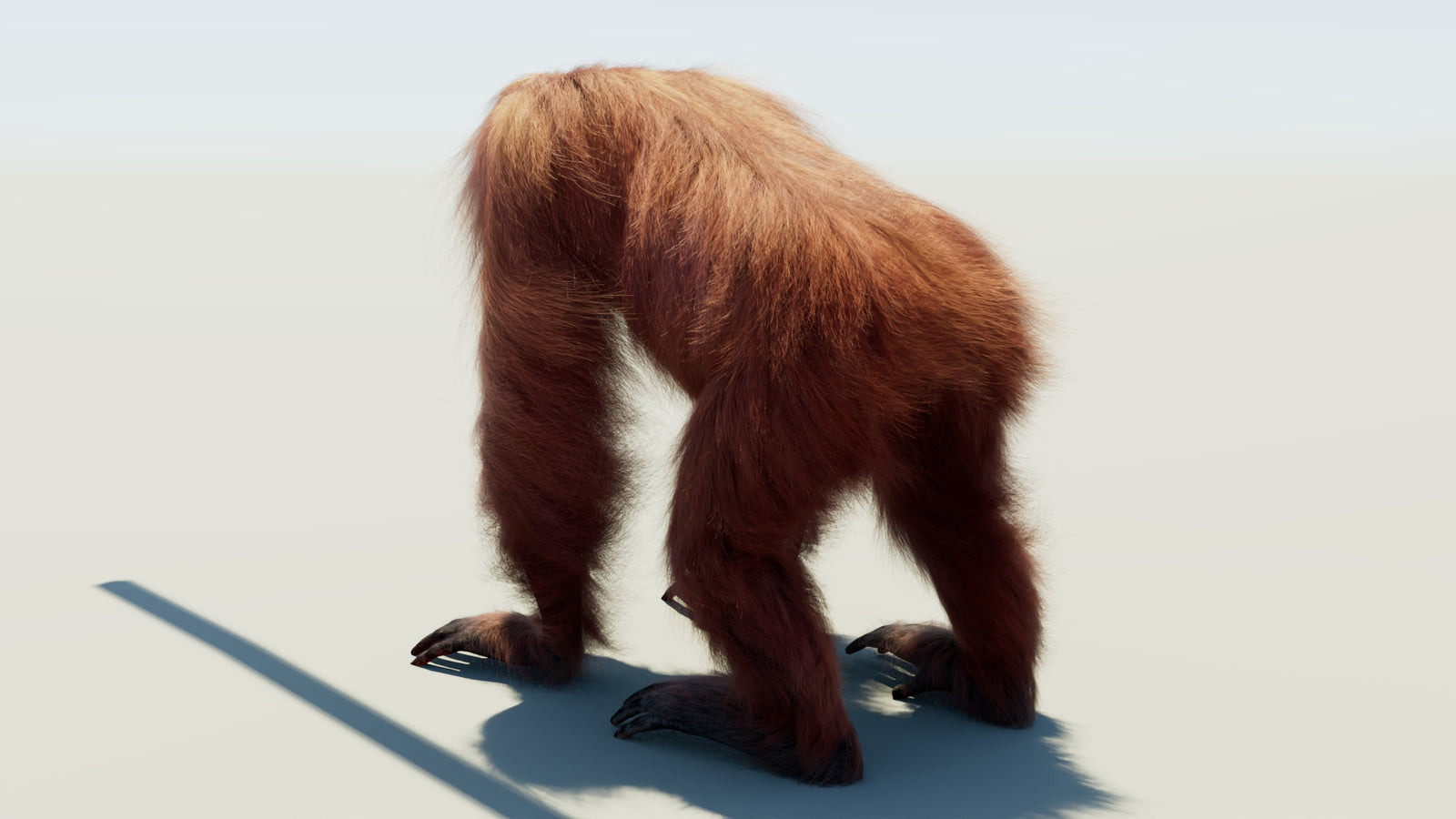 Oranguran Fur 3D Model 360° view 1 frame 22