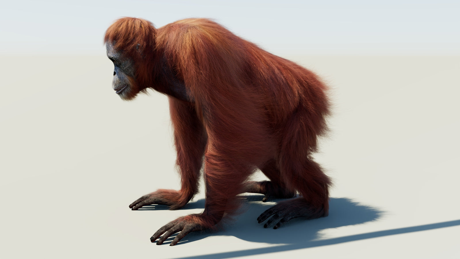 Orangutan 3D Model Animated Fur 360° view 1 frame 29