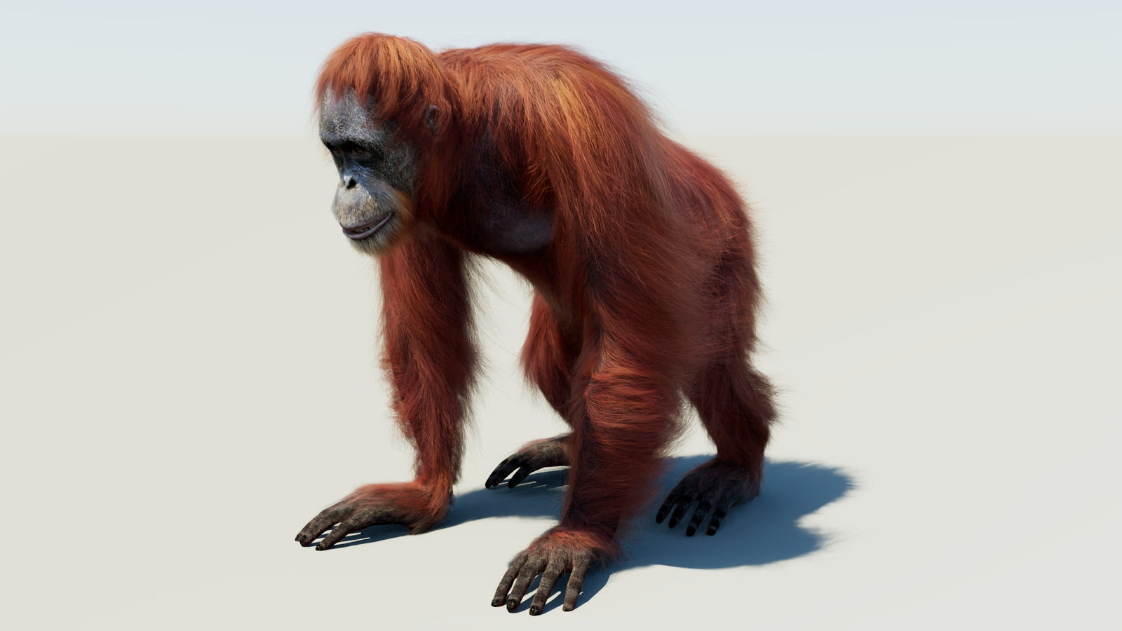 Oranguran Fur 3D Model 360° view 1 frame 32