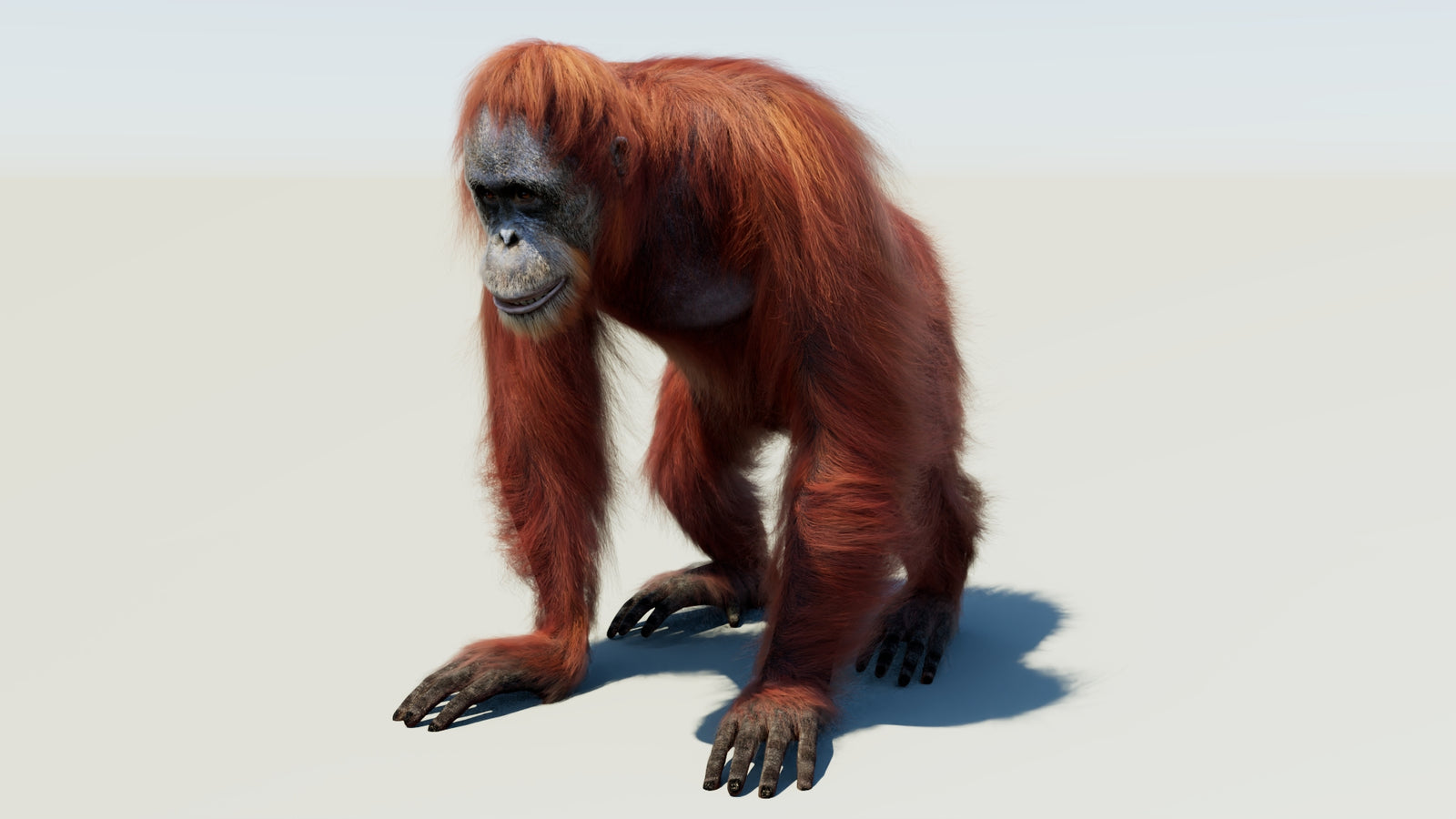 Oranguran Fur 3D Model 360° view 1 frame 33