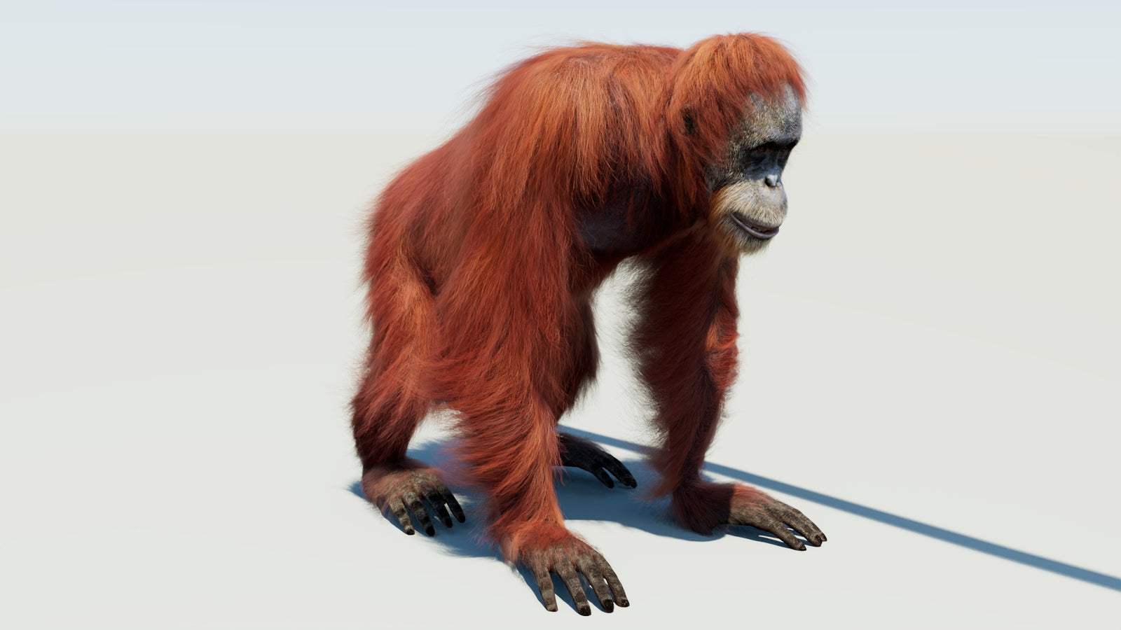 Orangutan Rigged Fur 3D Model 360° view 1 frame 4