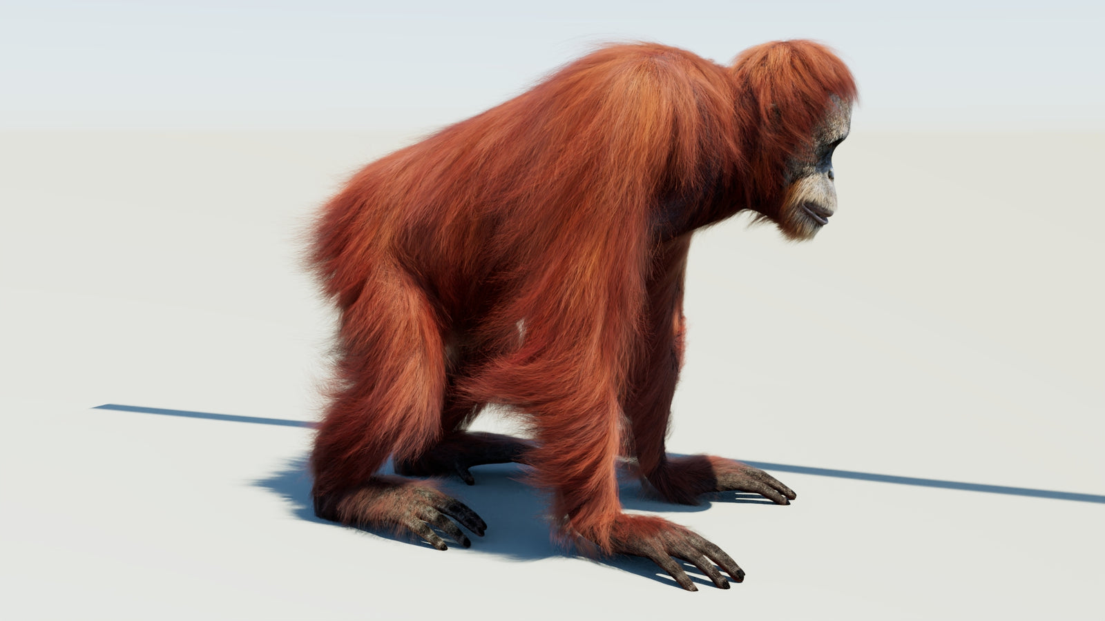 Orangutan Rigged Fur 3D Model 360° view 1 frame 7