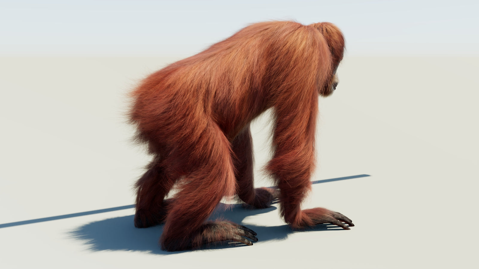 Orangutan Rigged Fur 3D Model 360° view 1 frame 12
