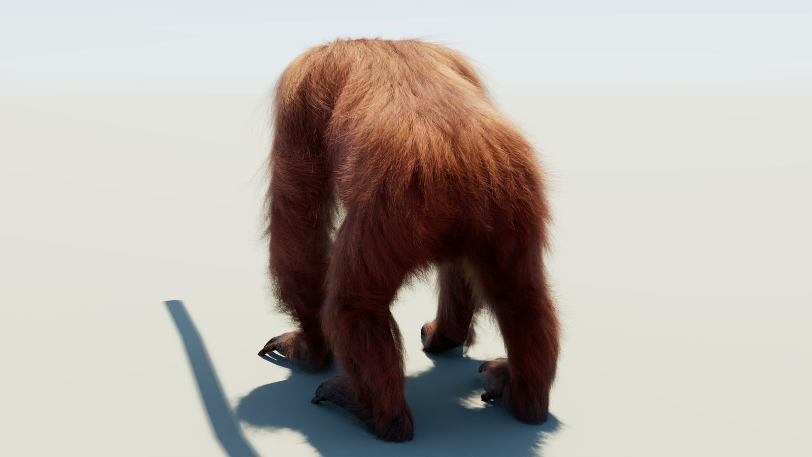 Orangutan Rigged Fur 3D Model 360° view 1 frame 20