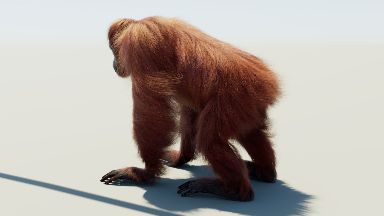 Orangutan Rigged Fur 3D Model 360° view 1 frame 24